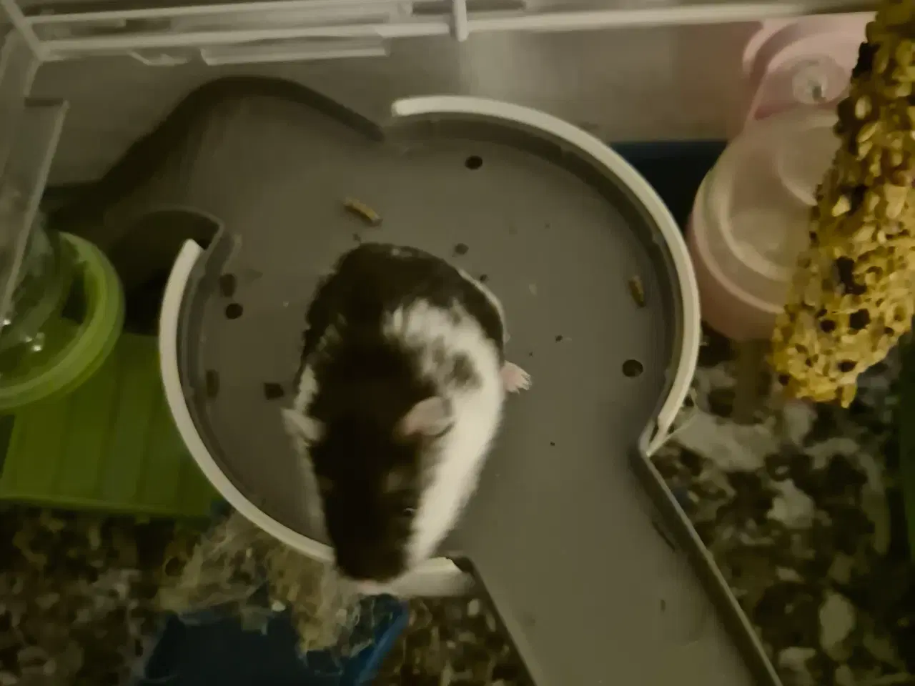 Billede 4 - Søde dværghamstere søger nyt hjem