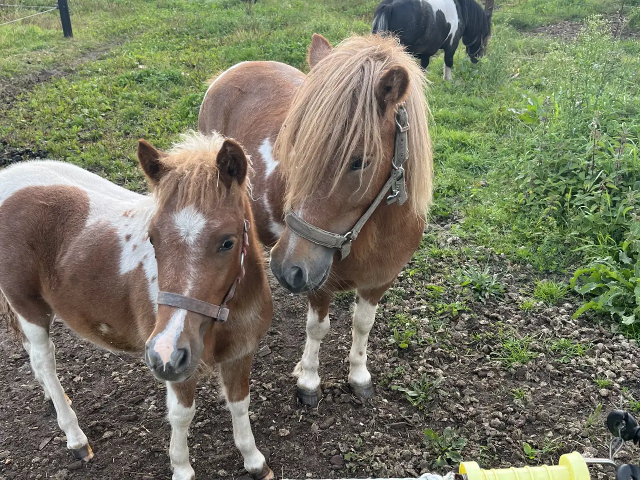 Billede 6 - Flot og virkelig sød shetter hoppe sælges