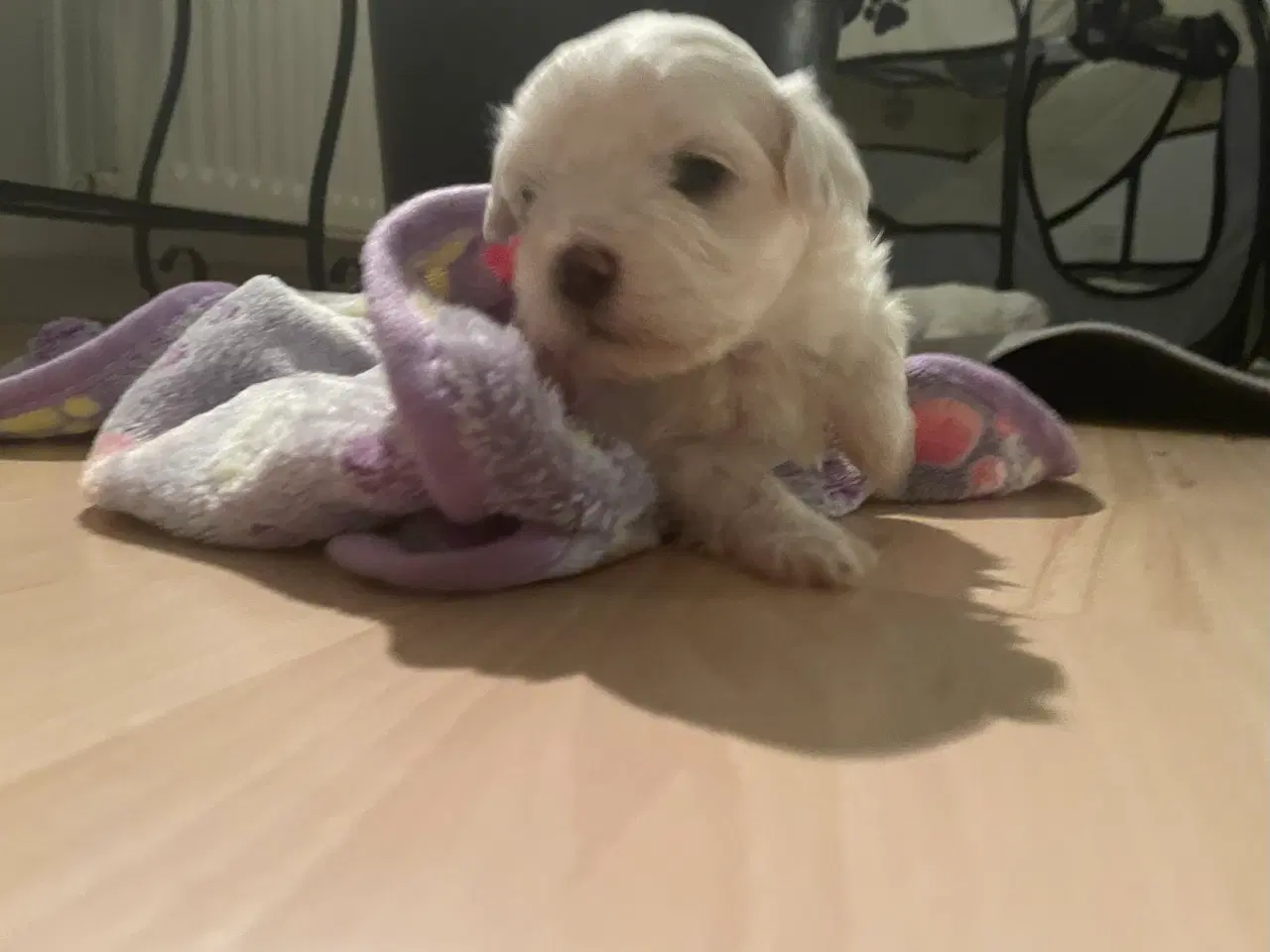 Billede 9 - Malteser hvalpe