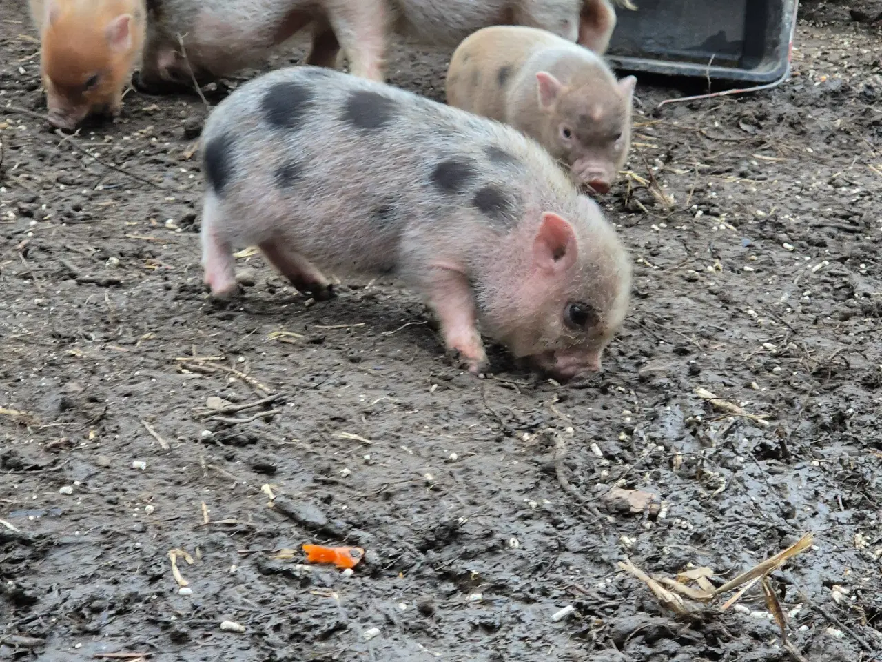 Billede 3 - Minigrise 