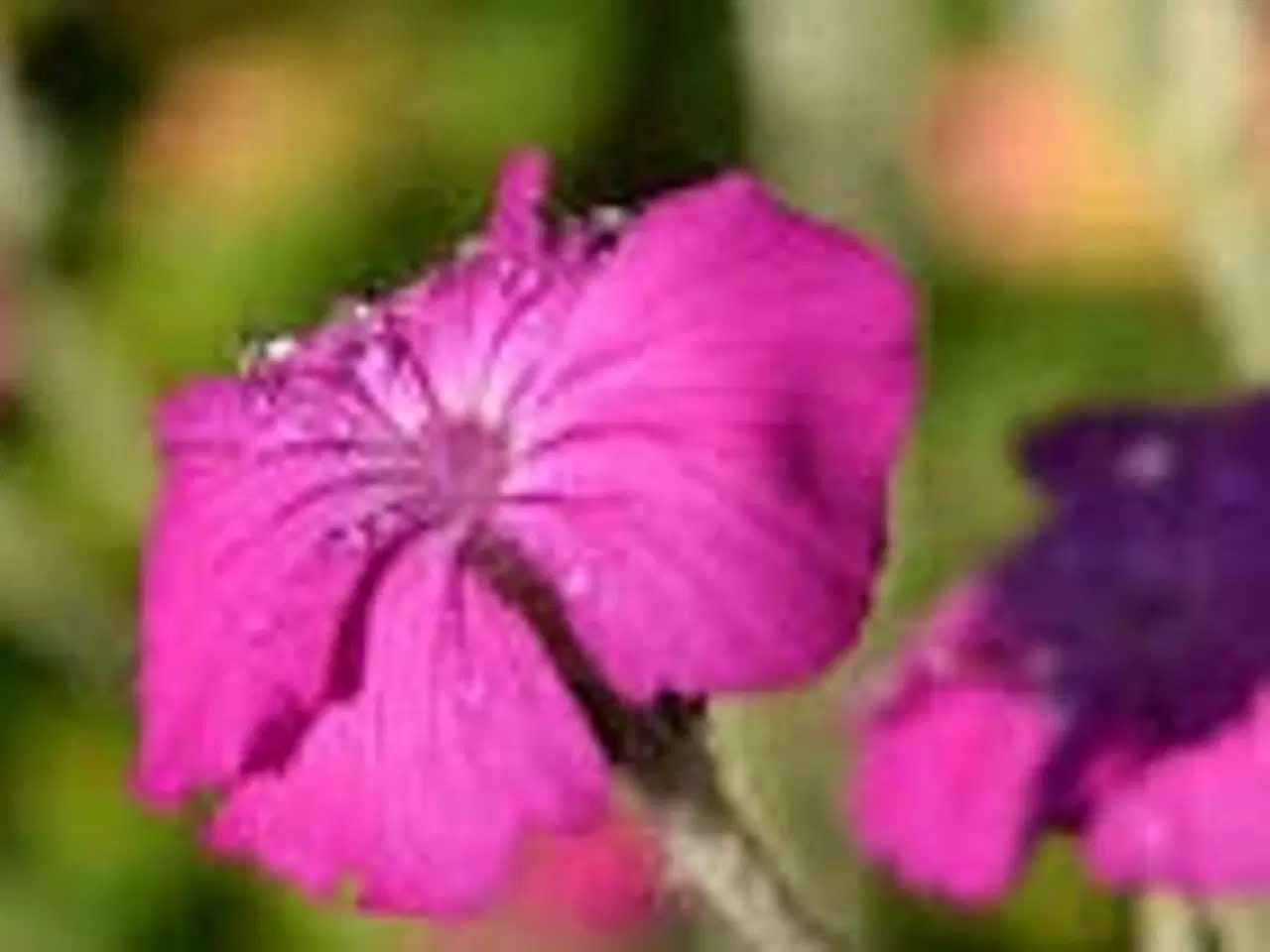 Billede 8 - Stauder, mange forskellige