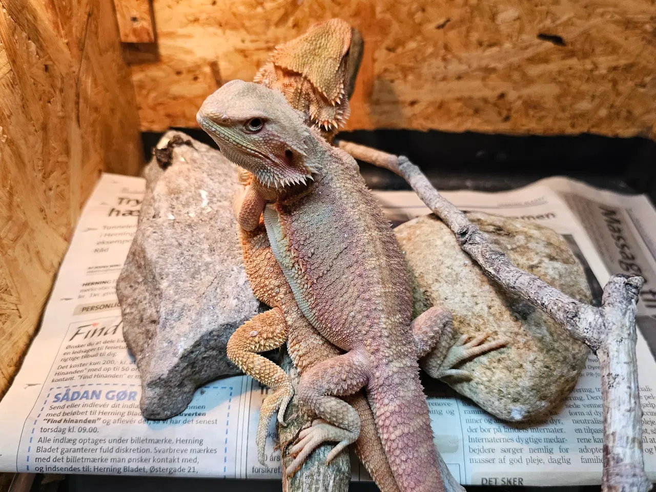 Billede 1 - HASTER skægagame unger 3 mdr gamle 😊