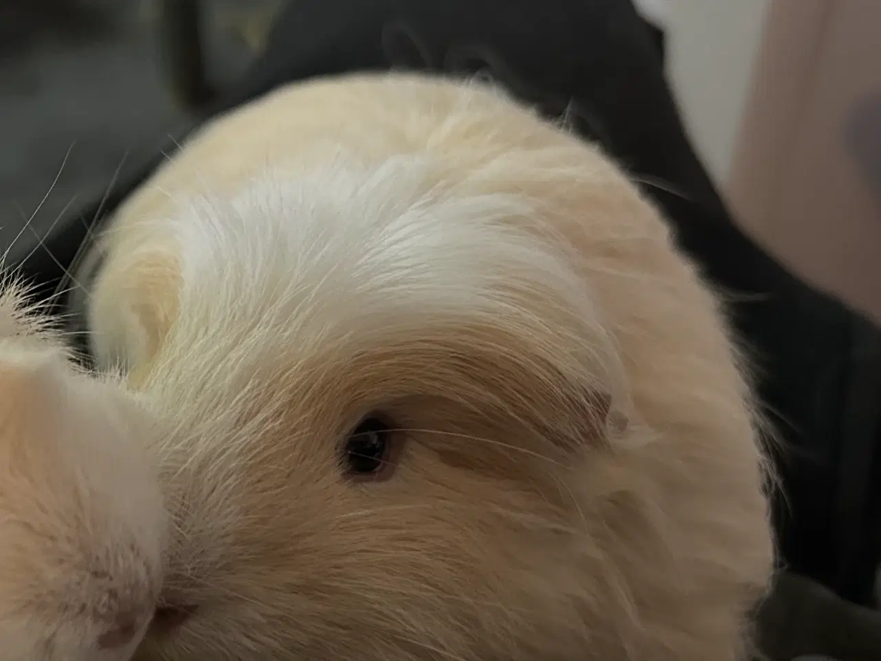 Billede 2 - 2 han marsvin sælges