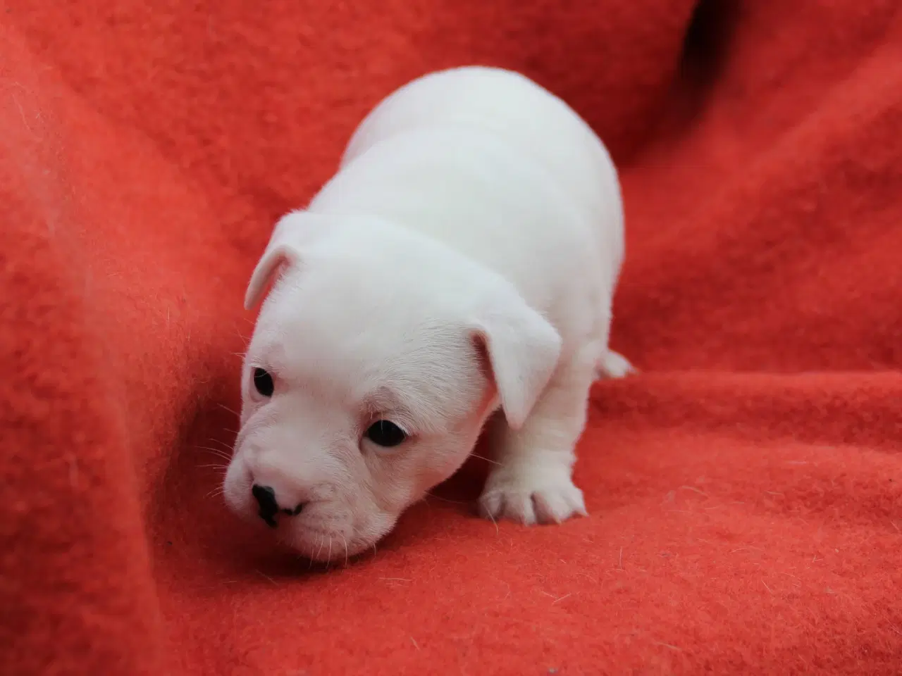 Billede 3 - Fransk bulldog blanding 
