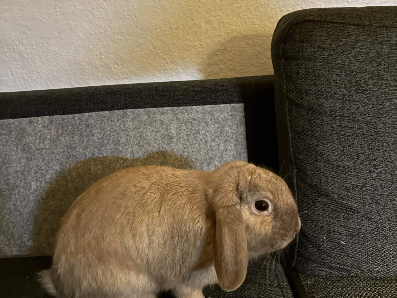 Billede 2 - Dejlig Hankanin søger nyt hjem 