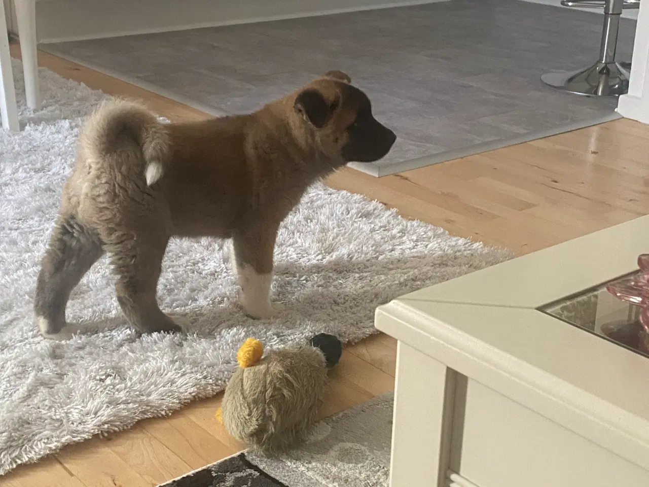 Billede 2 - American Akita hvalp 8 uger ( Haster ‼️) 