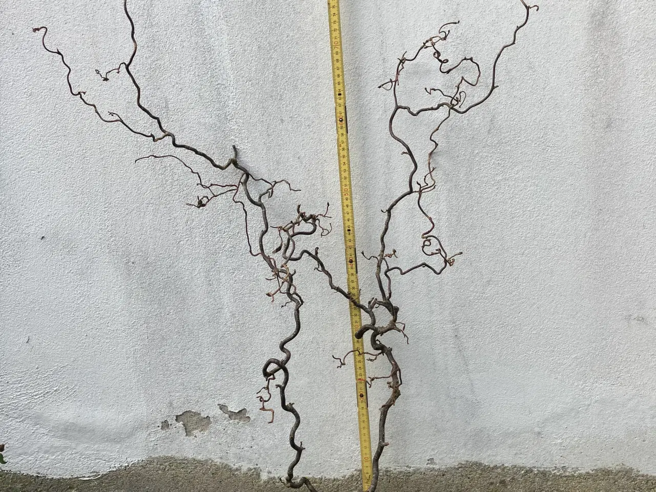 Billede 3 - Grene fra små større størst