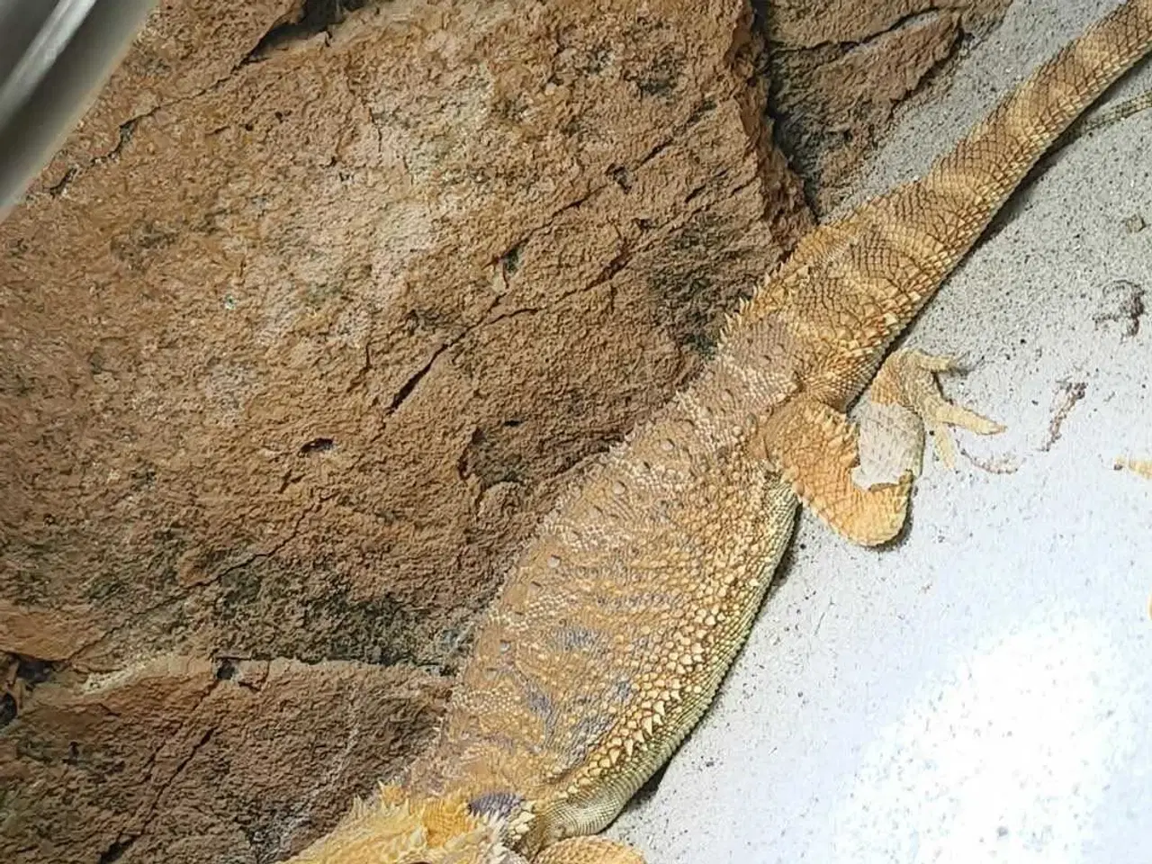 Billede 1 - Skægagame 