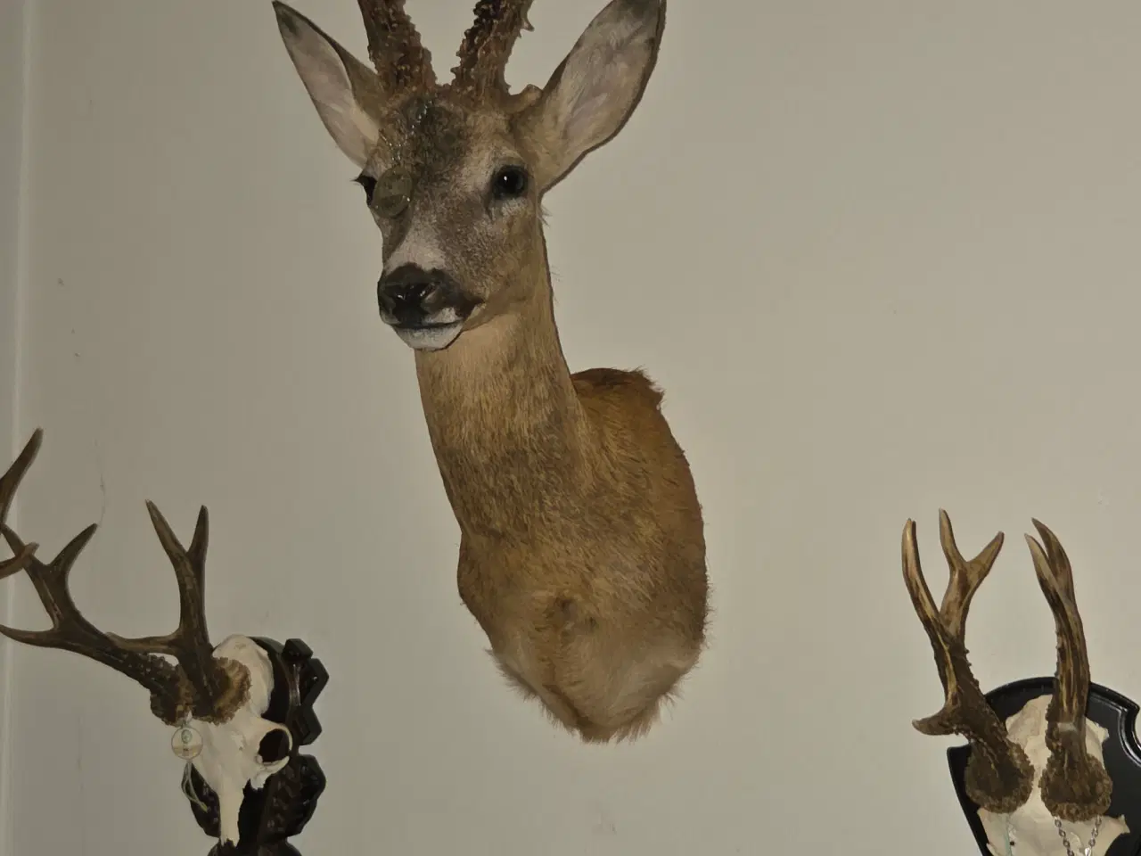 Billede 1 - Bukkeopsats. Skulder monteret sommerbuk 