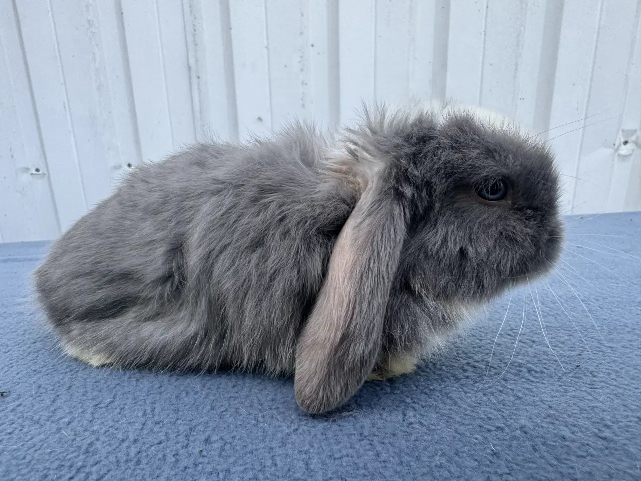 Billede 2 - Dværgvædder hankanin