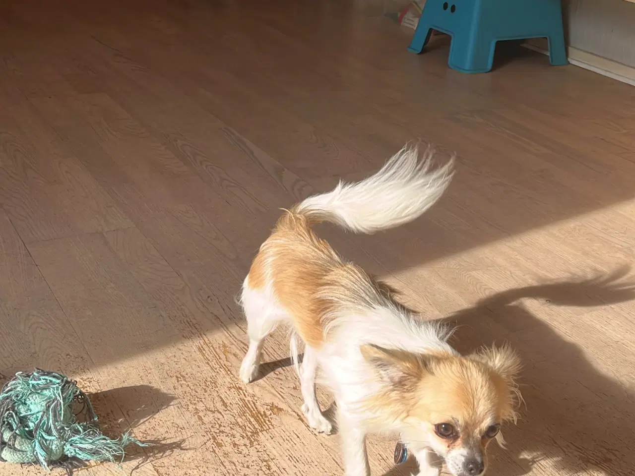 Billede 1 - 2 hygge hunde mor og søn