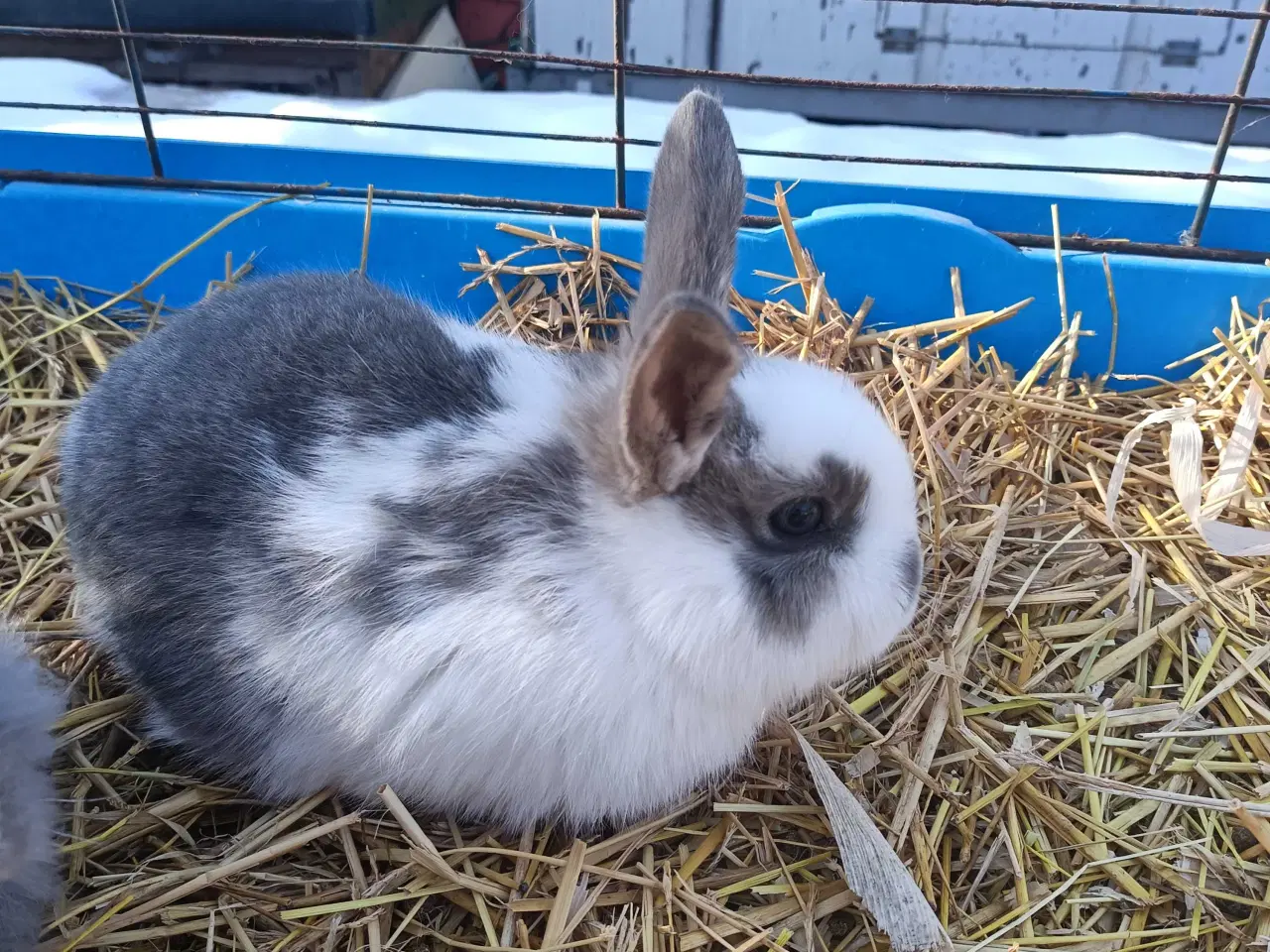 Billede 2 - Minilop/ Dværg vædder 