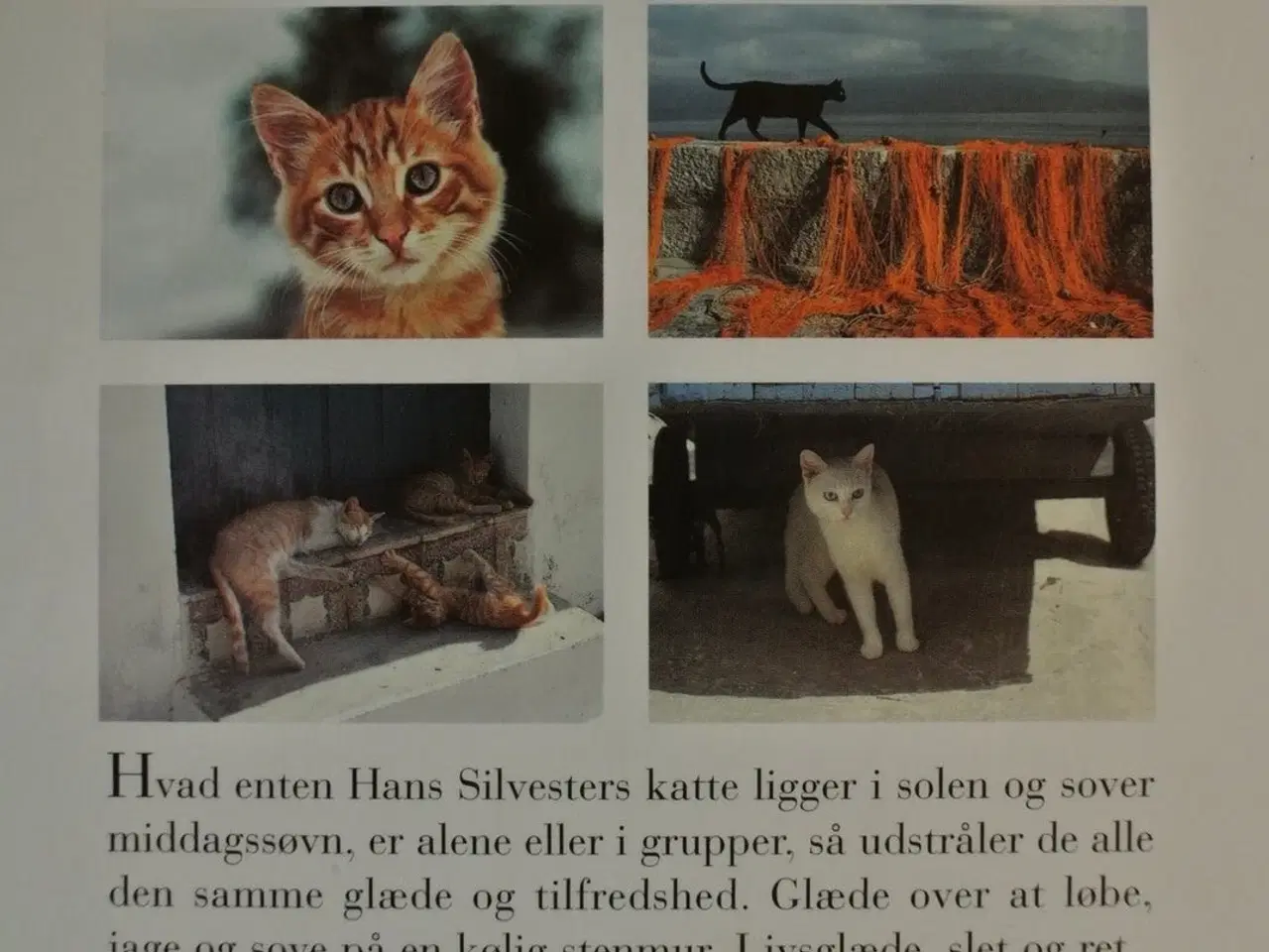 Billede 2 - kattene, af hans silvester, emne: dyr