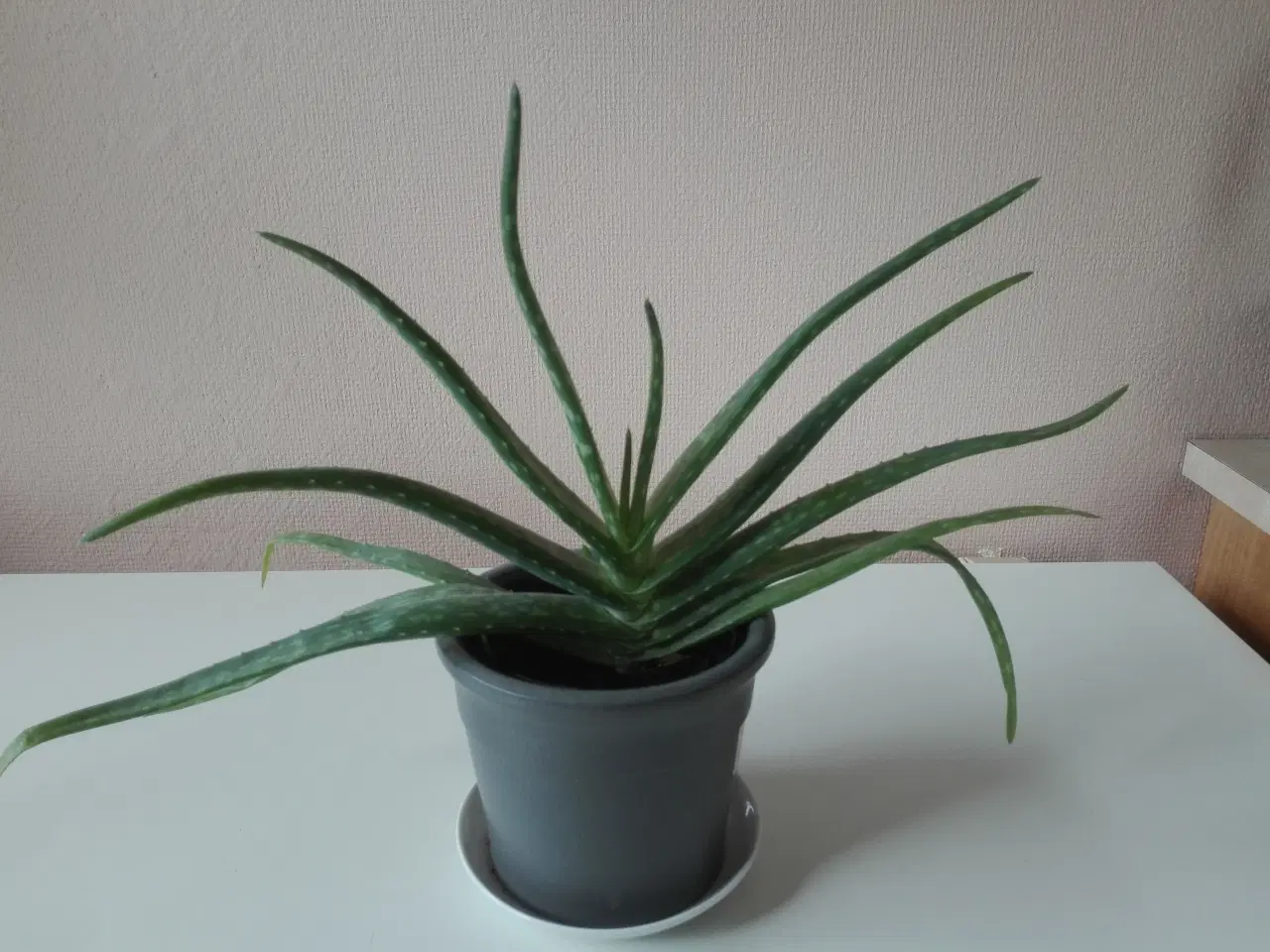 Billede 3 - Aloe Vera stueplanter