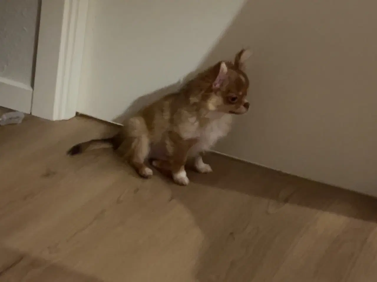 Billede 3 - Lille fyr som skal væk nu!