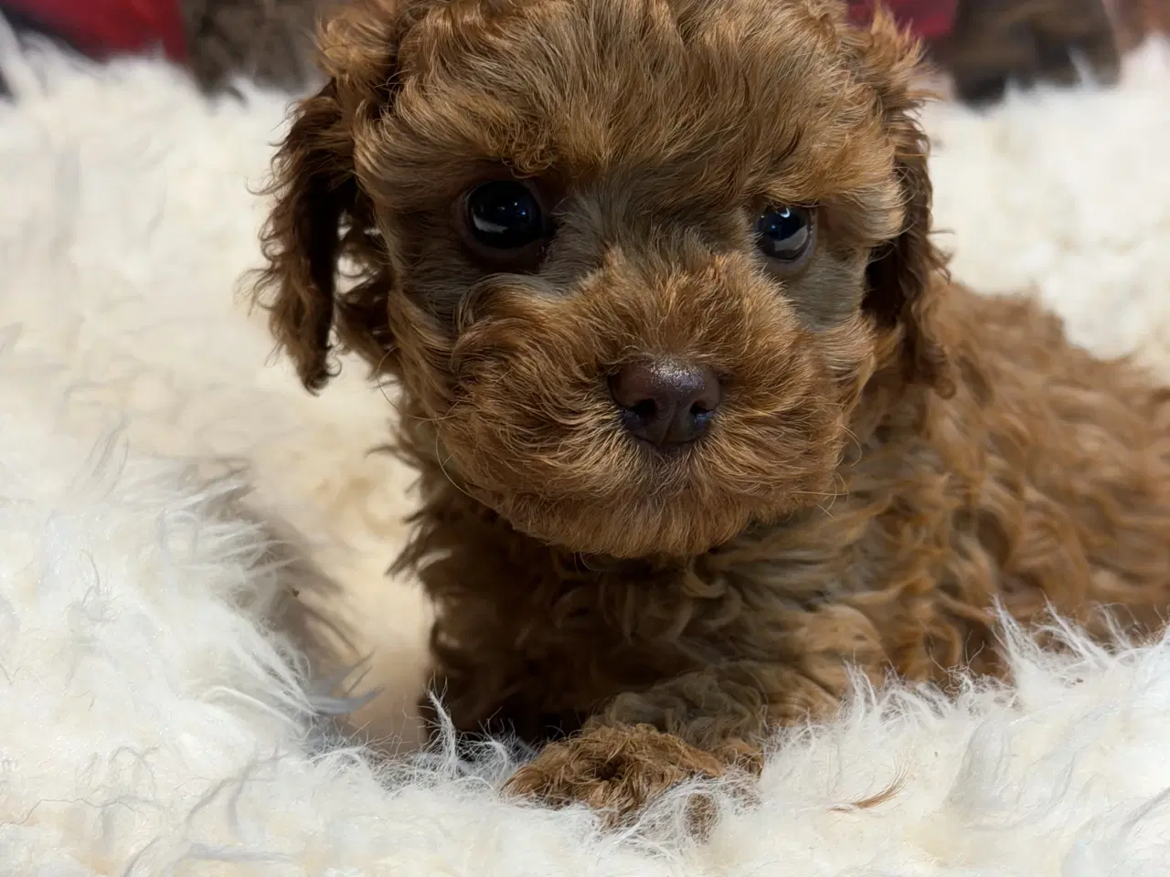 Billede 8 - ❤️🐶 Cavapoo hvalpe – 2 piger & 2 drenge 🐶