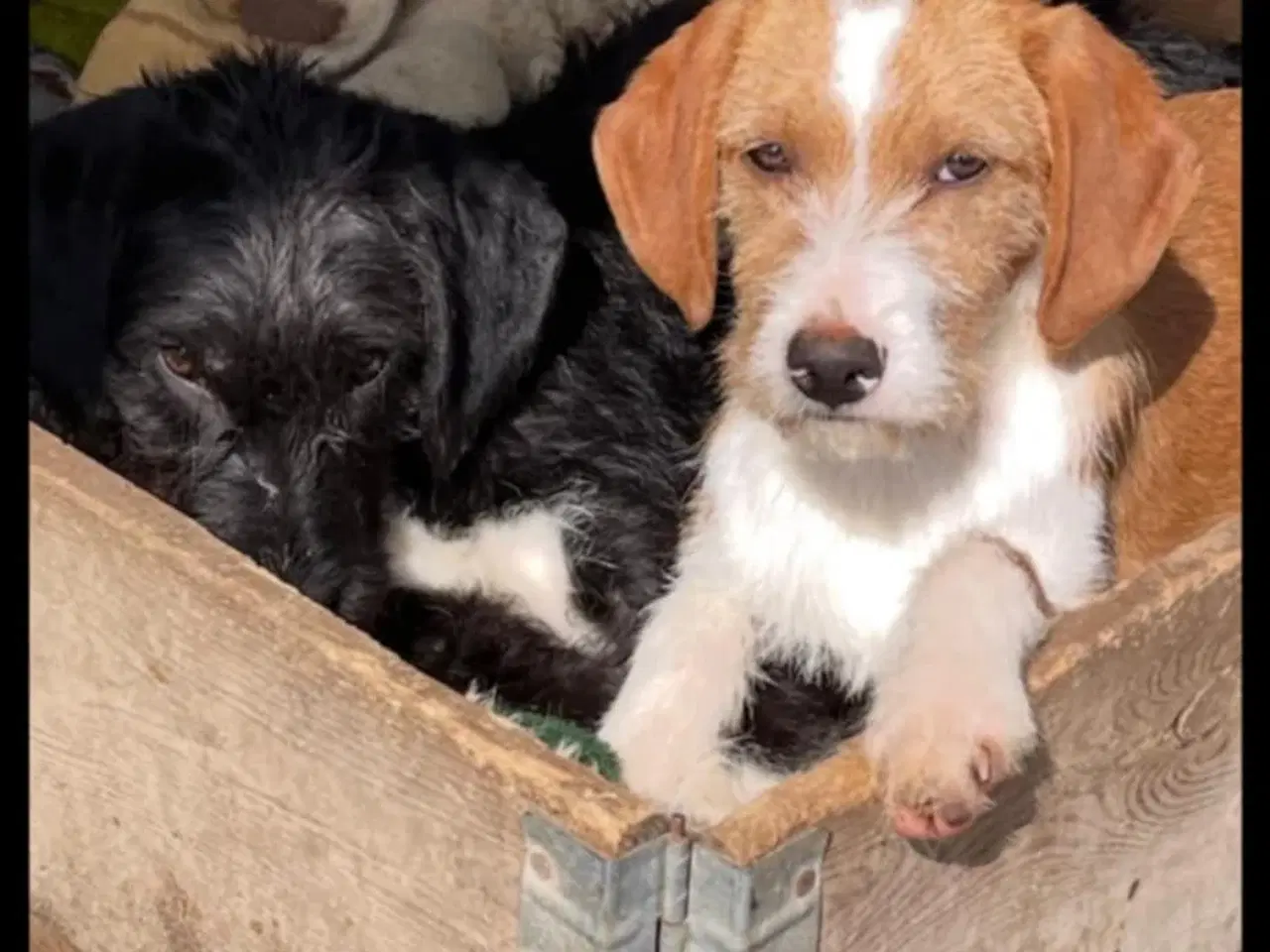 Billede 7 - Skønne Cairo søger sit 4ever hjem