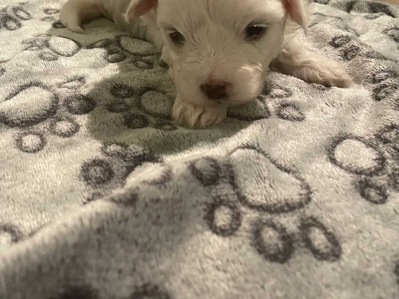 Billede 18 - Malteser hvalpe