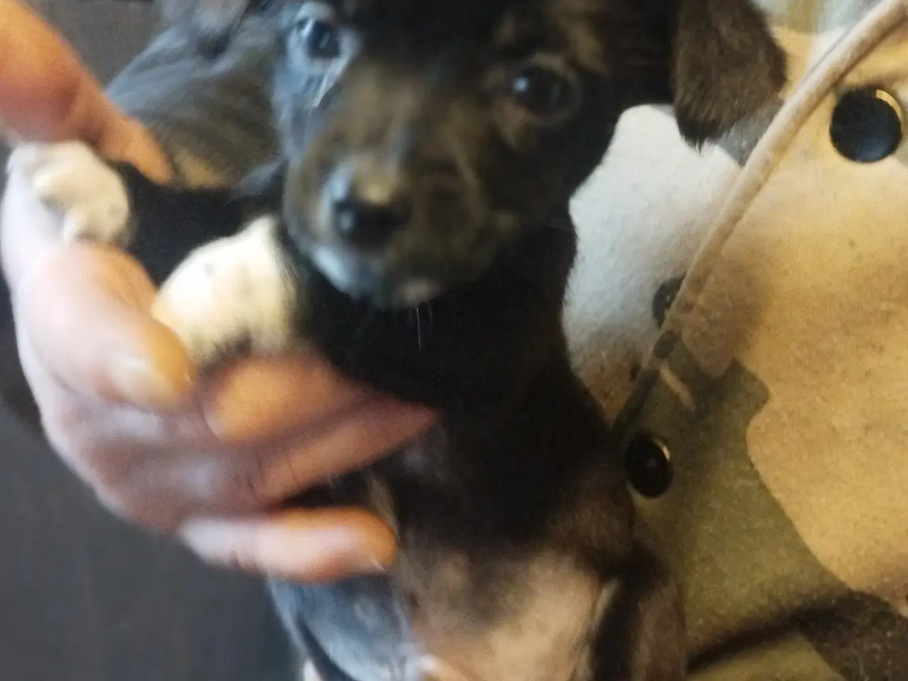 Billede 4 - blandings hund ds gårdhund chichacha