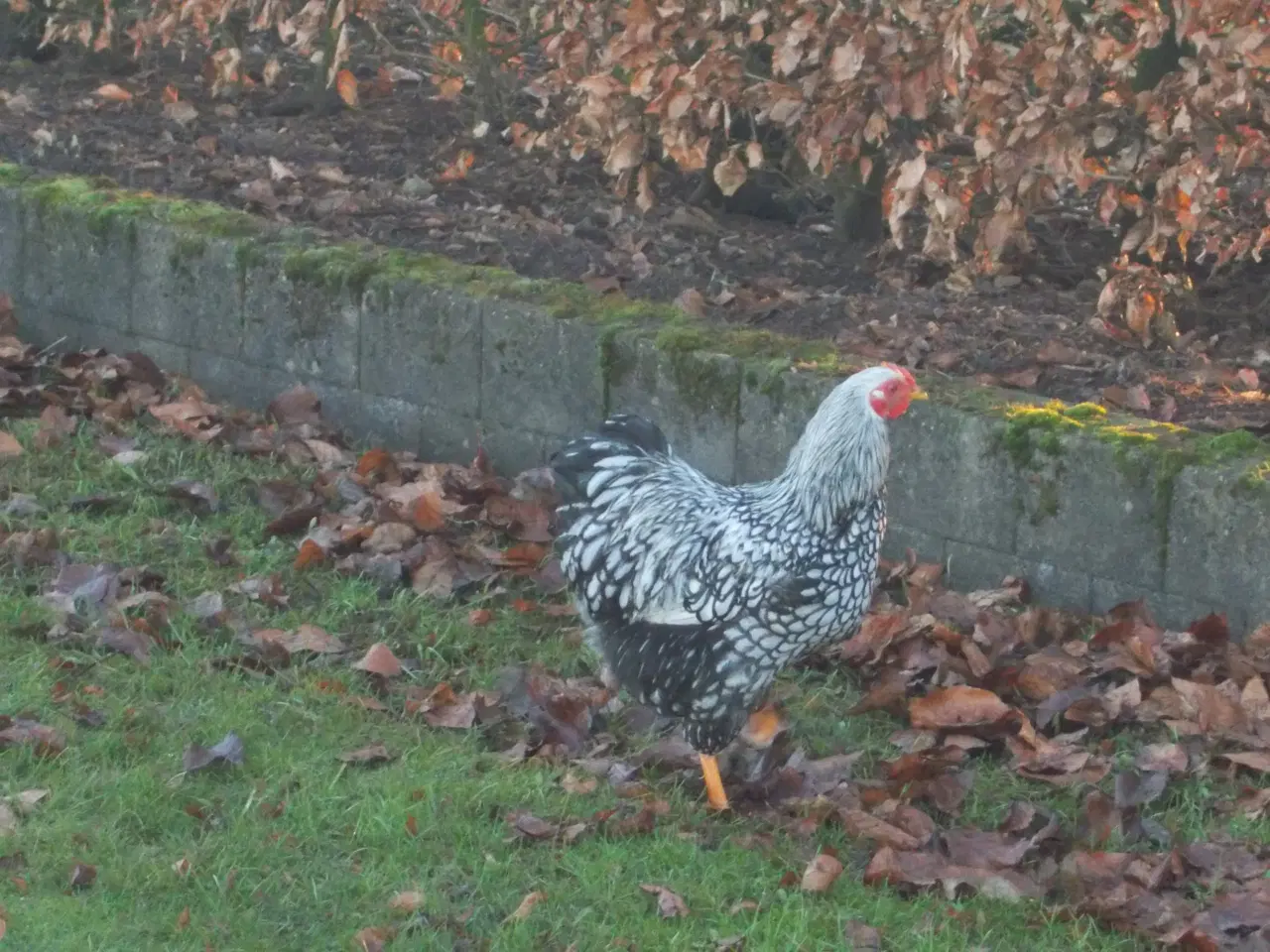 Billede 2 - Wyandot haner  sort sølv randet