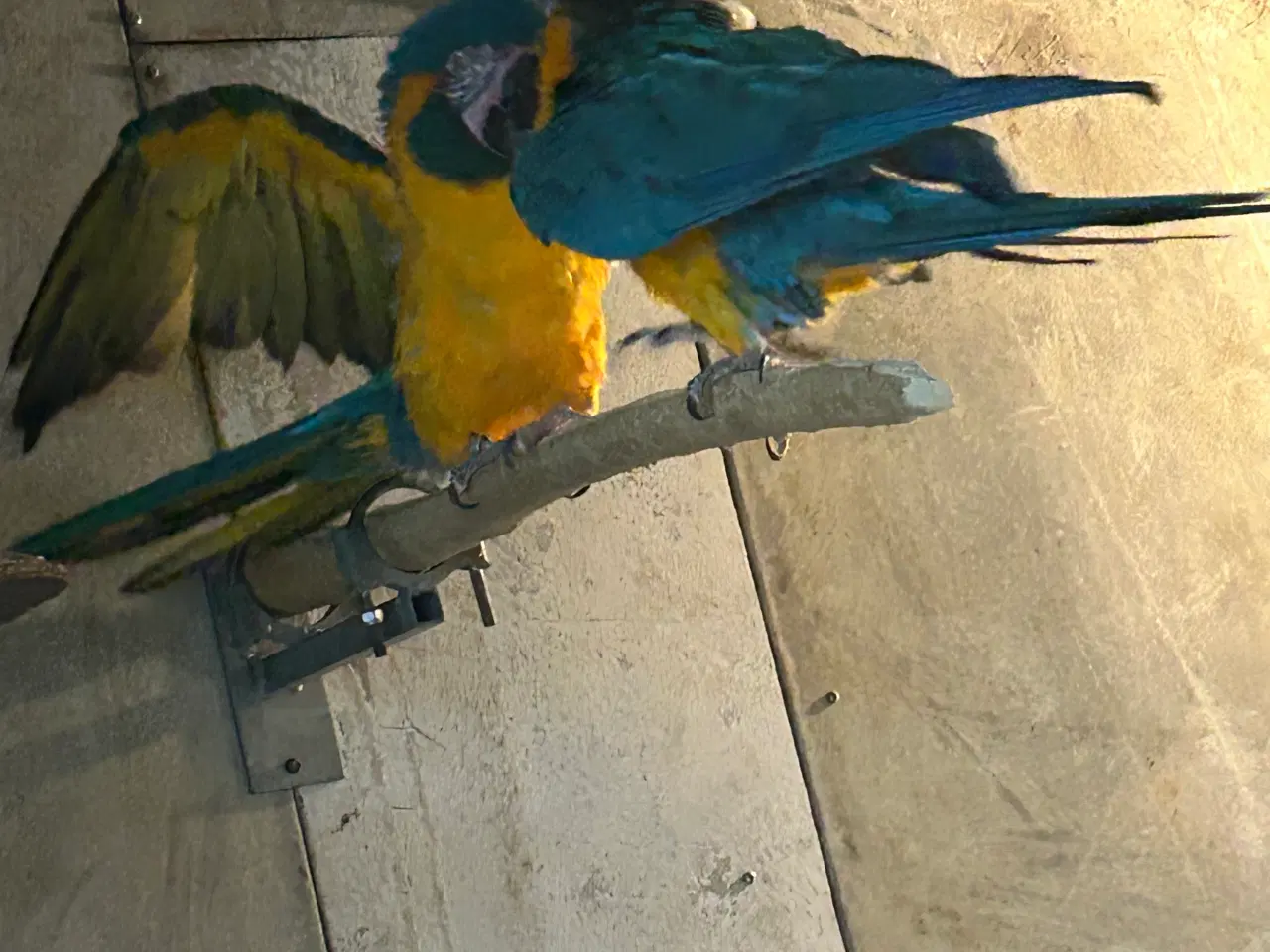 Billede 2 - Voksne par Caninde ara