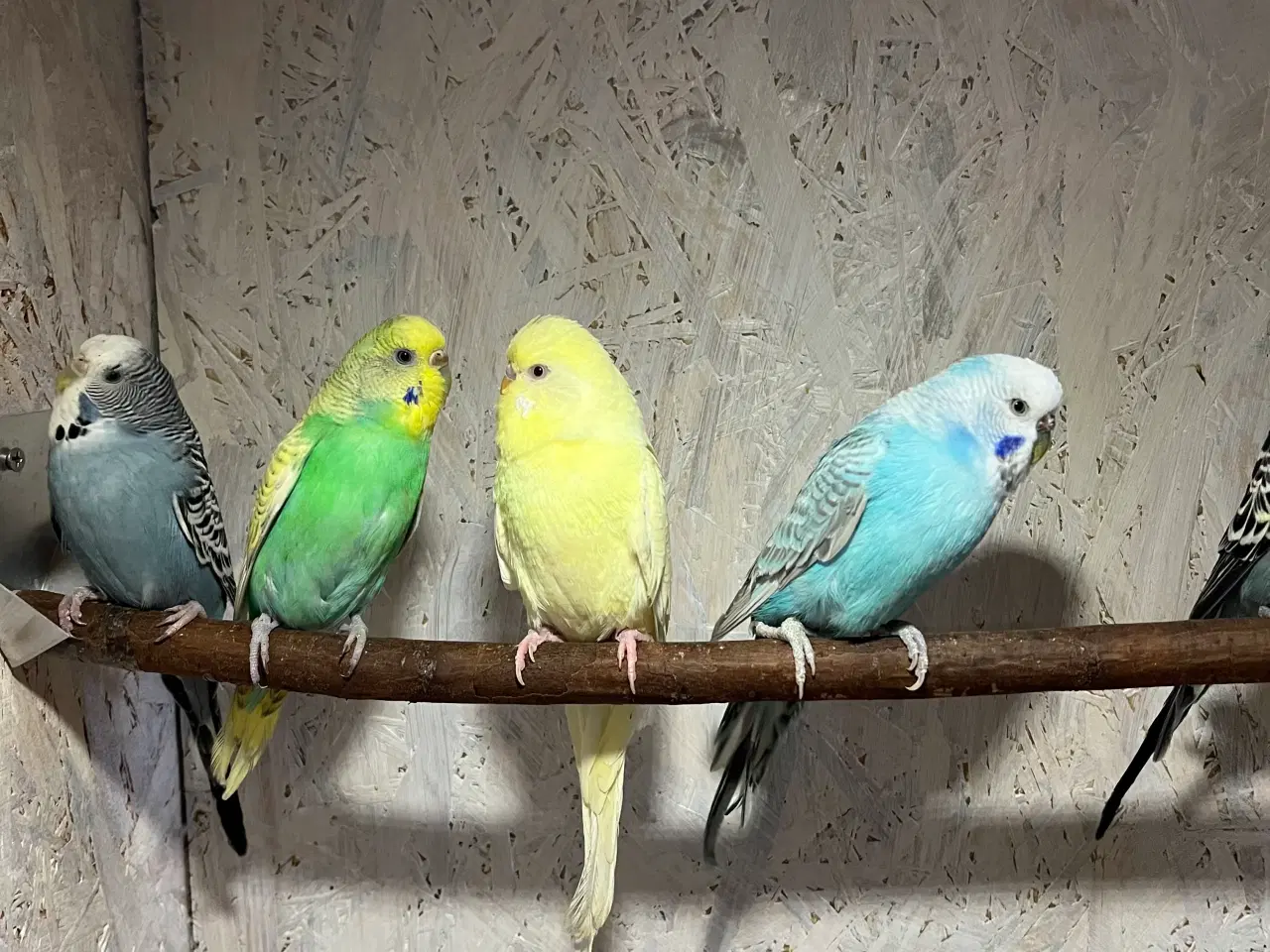 Billede 2 - Undulater