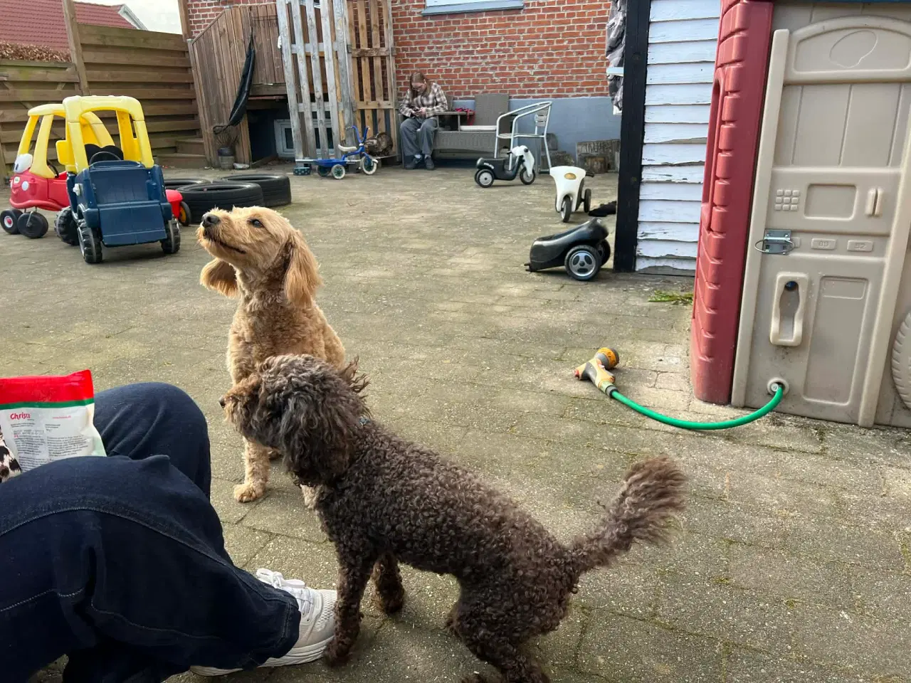 Billede 1 - Goldendoodle F1B