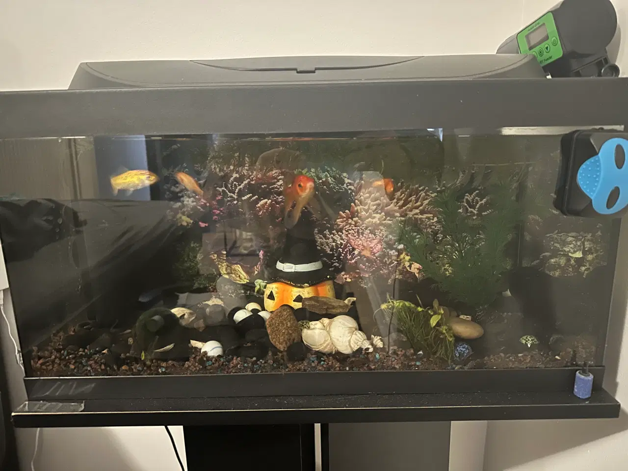 Billede 1 - Akvarium med fisk 