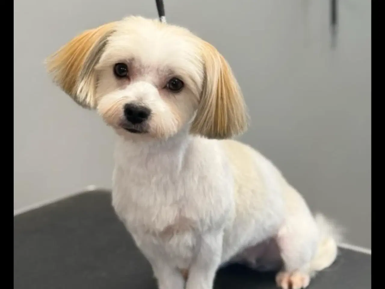 Billede 6 - Maltipoo hvalpe 