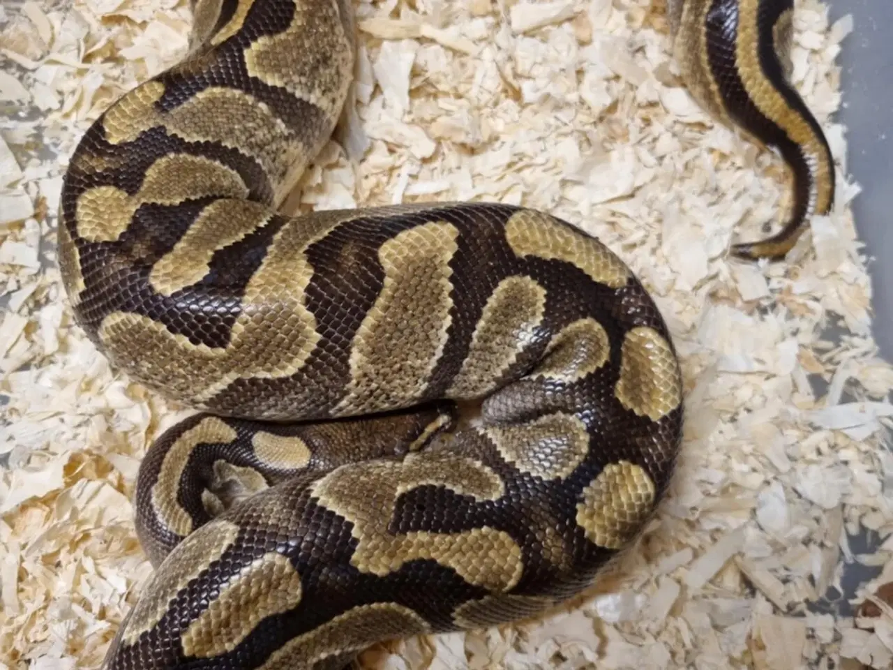 Billede 2 - Kongepythons 