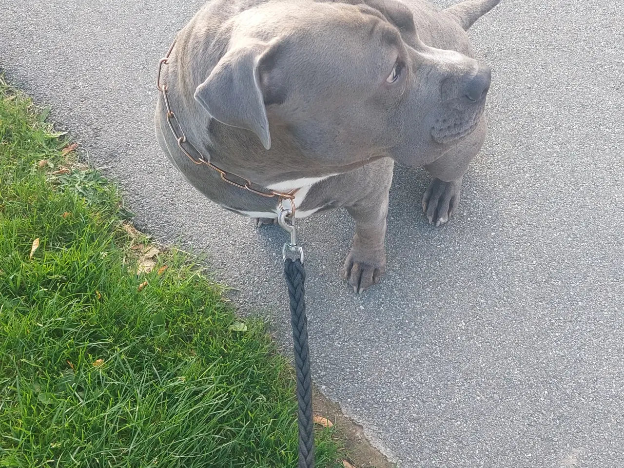 Billede 9 - American bully til salg