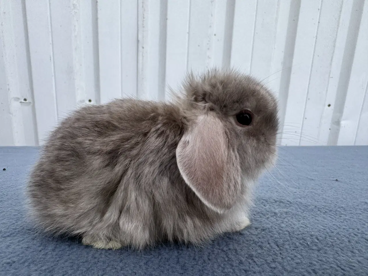 Billede 3 - Mini lop satin hunkanin