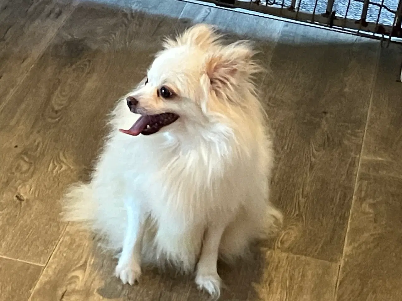 Billede 2 - Tæve. Pomeranian /chihua