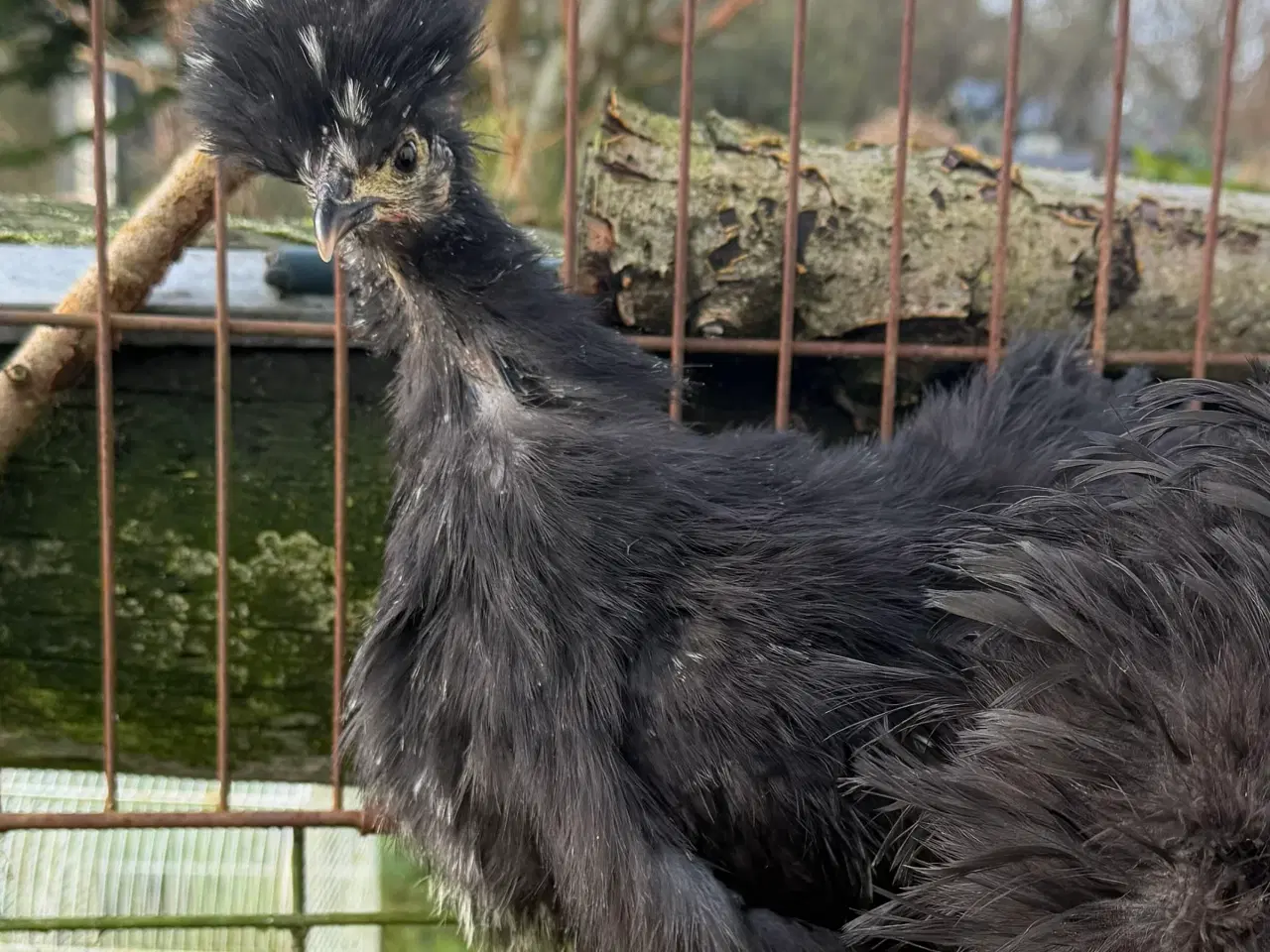 Billede 4 - Silker mellem- stor