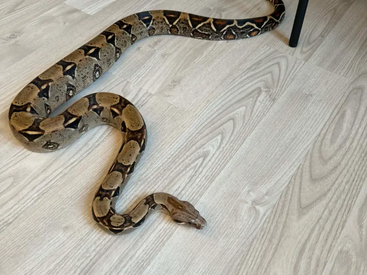 Billede 2 - To kongeboa 