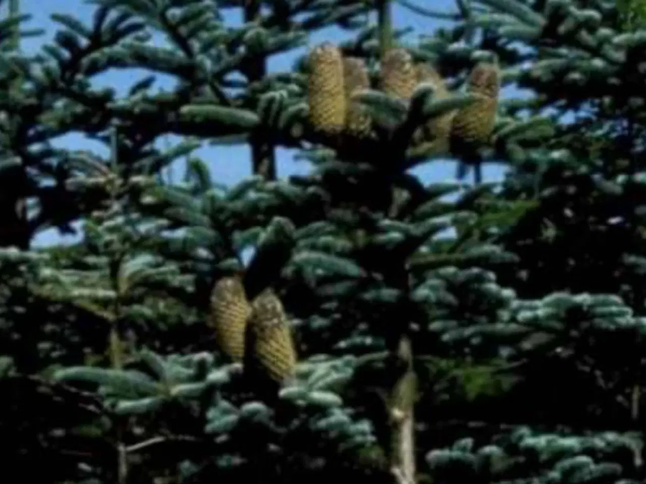 Billede 1 - Klip selv nobilis pyntegran …