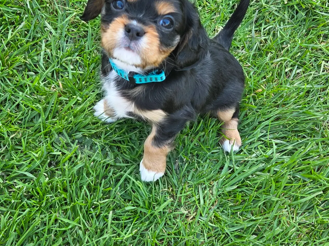 Billede 9 - Cavalier king charles hvalpe sælges🩵🩷