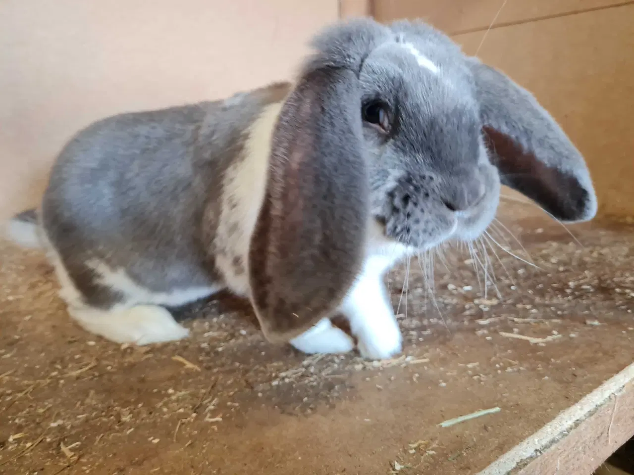 Billede 2 - Fransk vædder pige søger nyt hjem 🐰