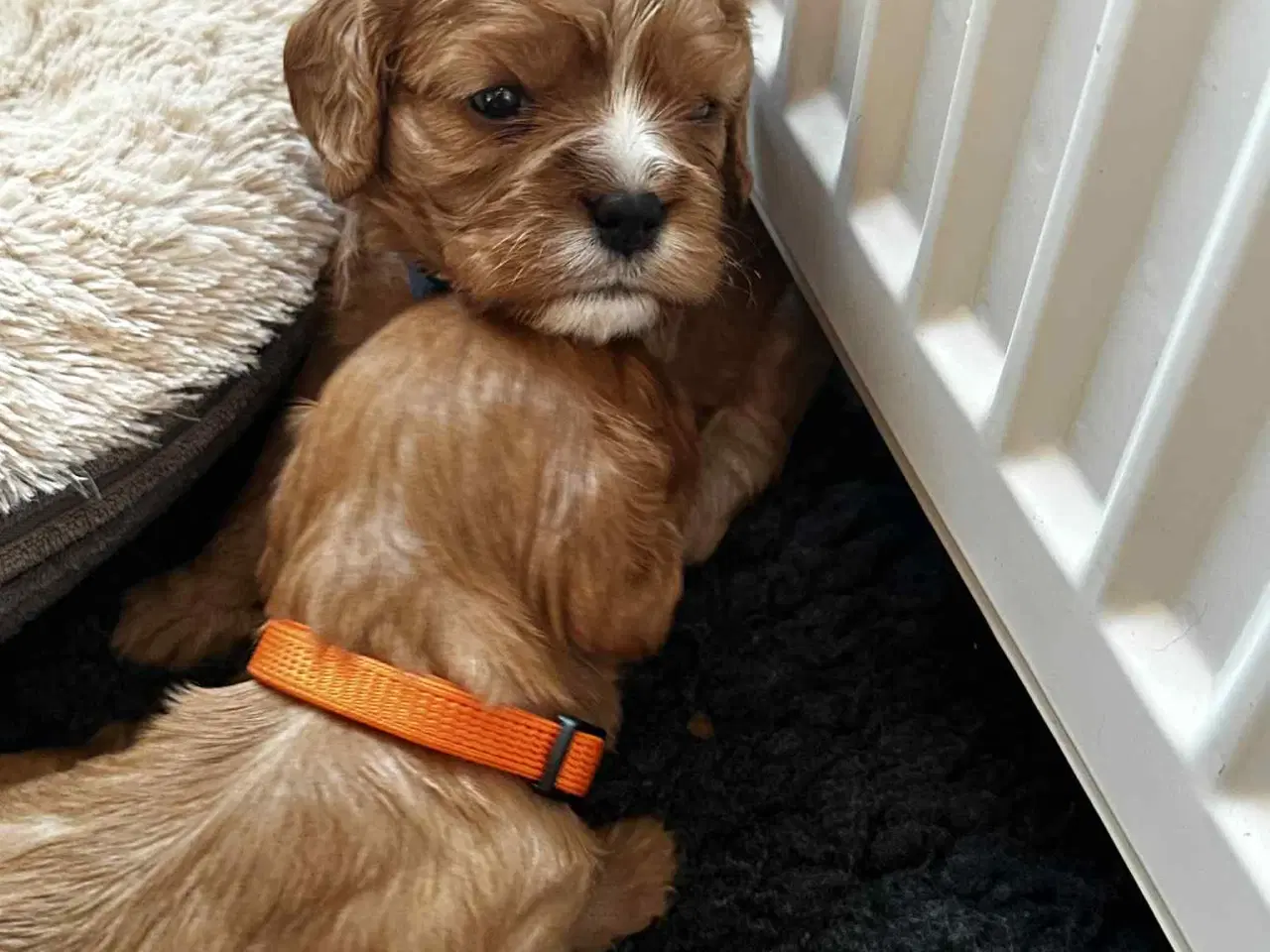 Billede 1 - cavalier king charles
