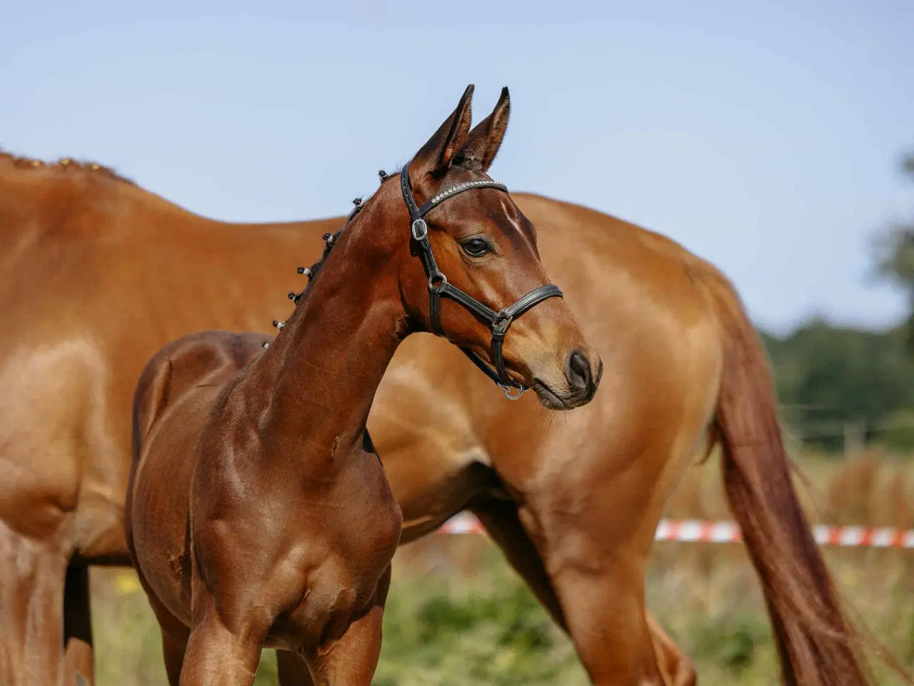 Billede 2 - Trakehner Føl
