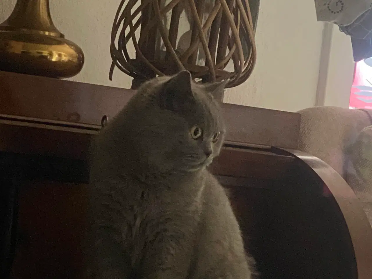 Billede 3 - Den sødeste Misse 🐱 