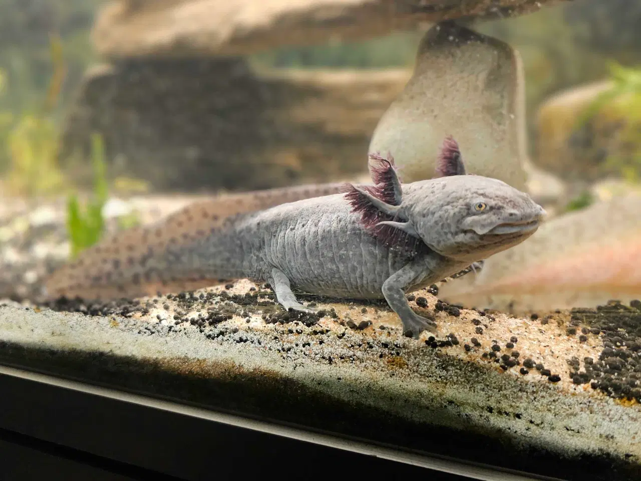 Billede 17 - Axolotl Avlsstamme 