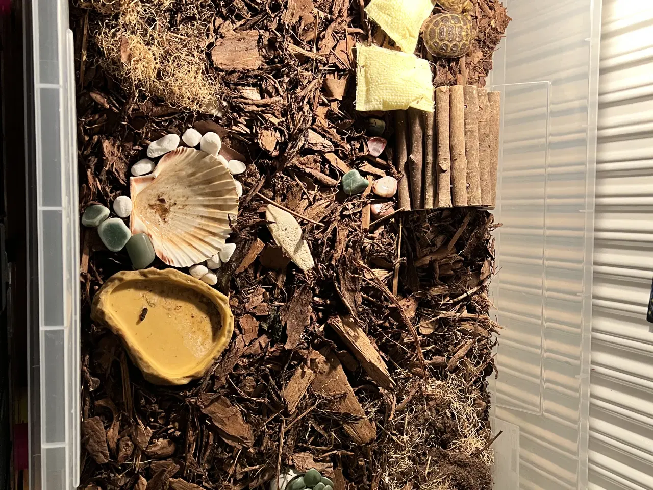 Billede 3 - To russiske land skildpadder sælges