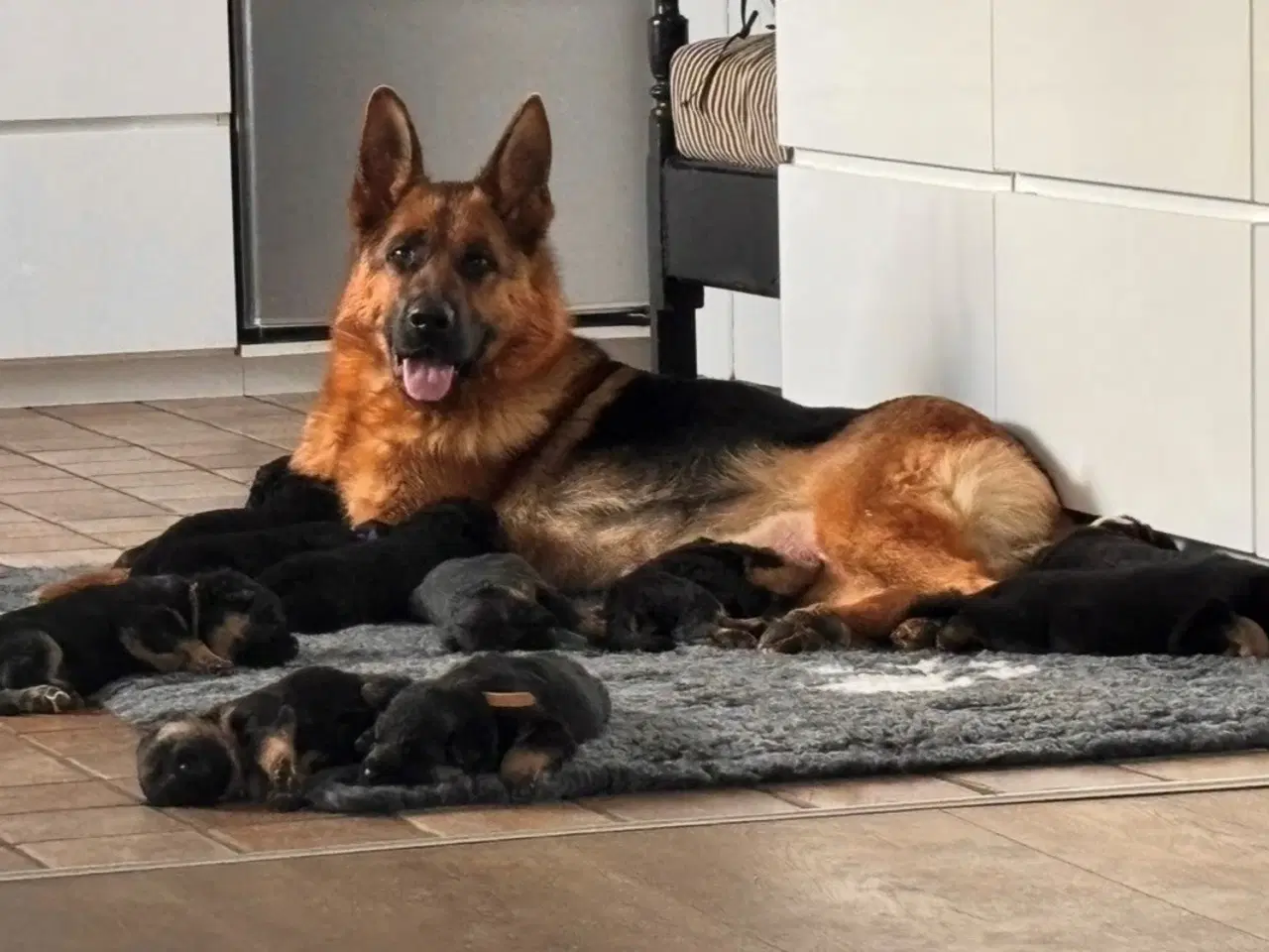 Billede 1 - Schæferhvalpe med stamtavle