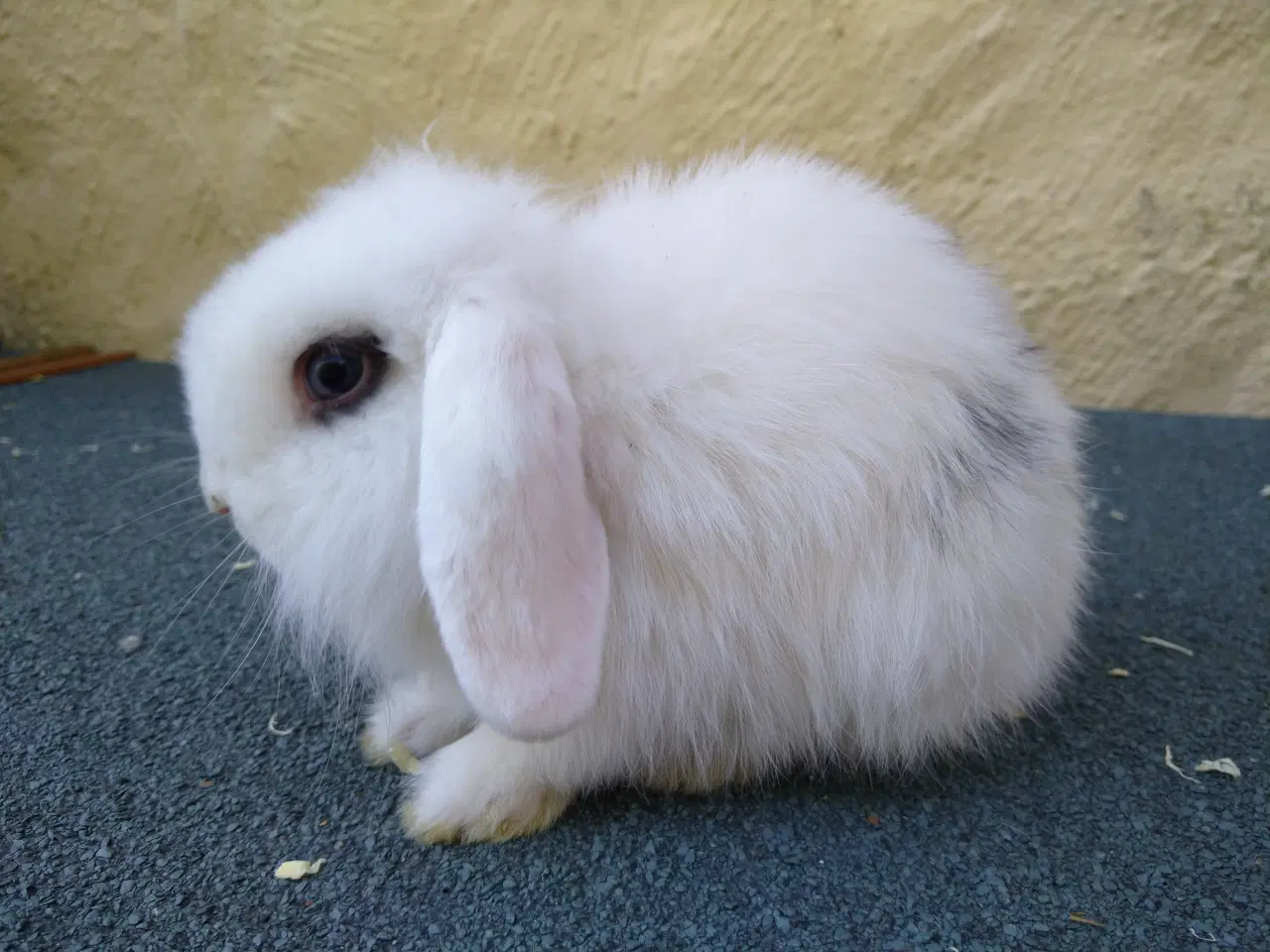 Billede 2 - Mini Lop & Mini Lop Løvehoved unger 27/09
