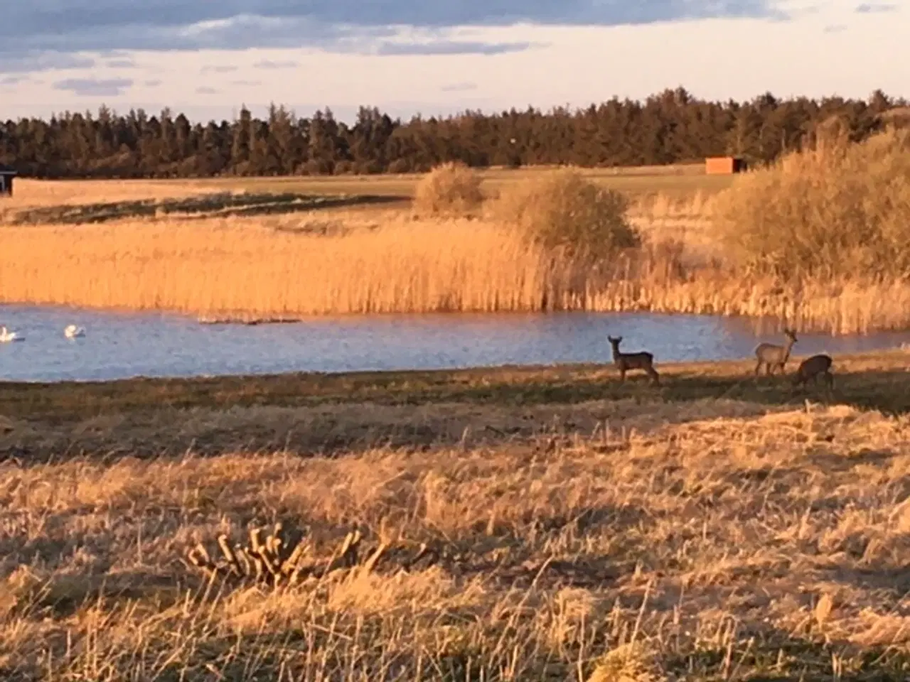 Billede 16 - Sommerhus+Aktivitetshus: Poolbord, Bordfodbold mm