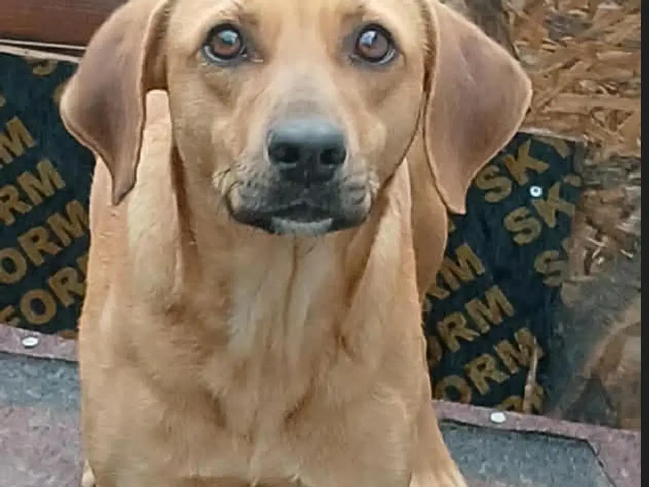 Billede 1 - Søde Lady søger sit 4ever hjem