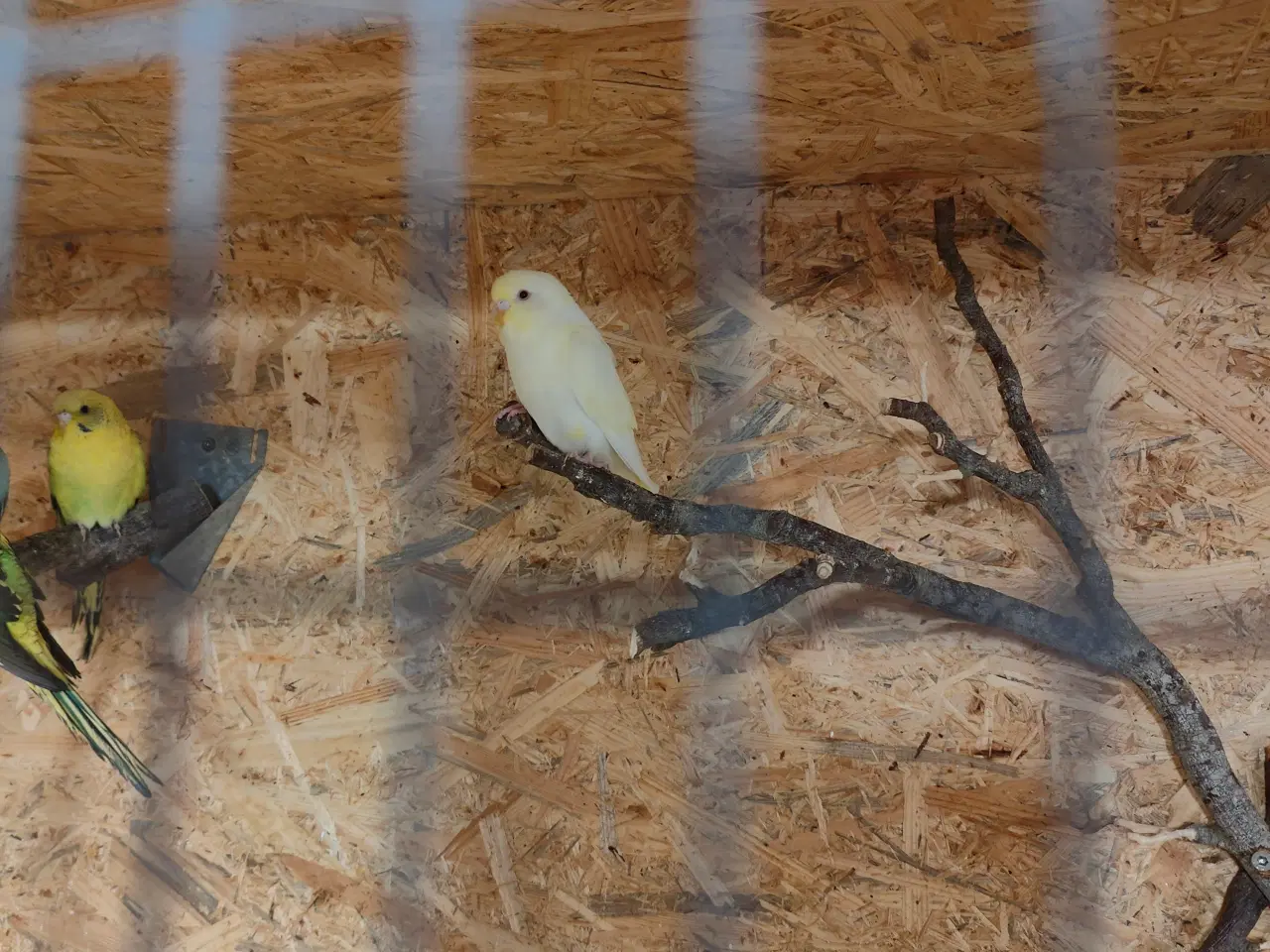 Billede 4 - Undulater til salg.