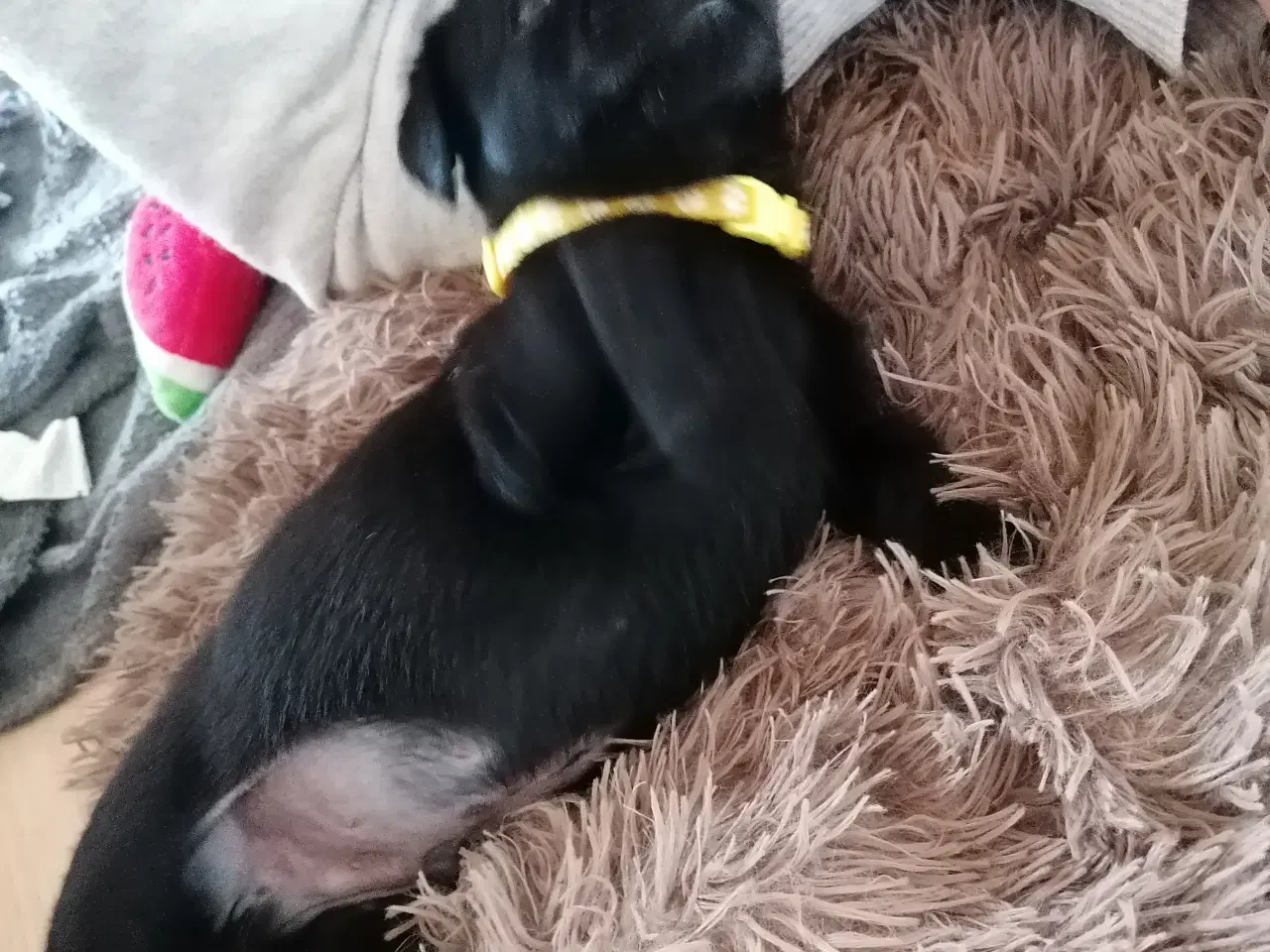 Billede 4 - Labrador hvalpe  2stk tilbage 