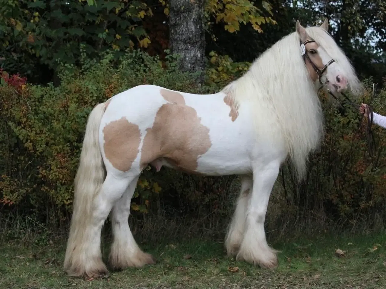 Billede 8 - Tinker hingsteplag. 